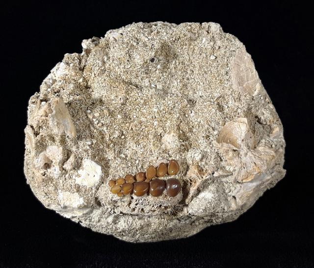 Phacodus punctatus (DIXON 1850) - Bild © FossNet FossilienStore